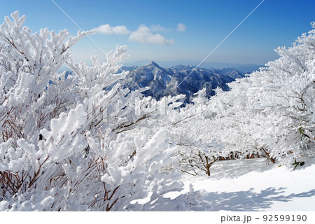 御在所岳の樹氷【御在所ロープウエイ山上公園】 92599190