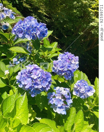花 あじさい 92599711