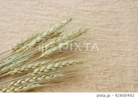 乾燥した小麦の穂先の画像 乾燥した小麦の穂先の画像 92600402