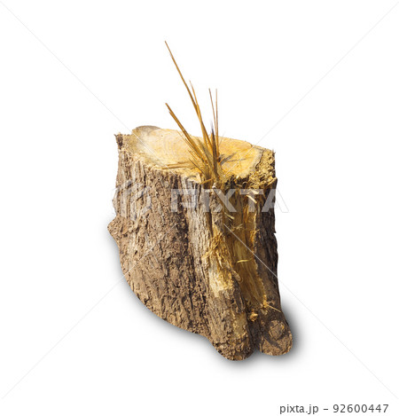 Teak stump isolated on white background 92600447