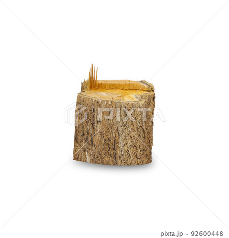 Teak stump isolated on white background 92600448
