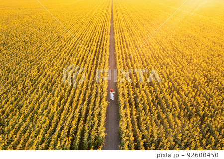 Sunflower fields Lopburi. 92600450