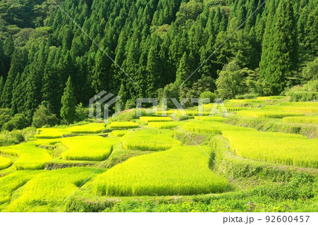福島・三部の棚田 92600457