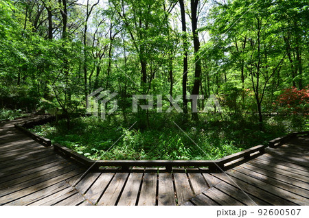 都立小宮公園の春　八王子市 92600507