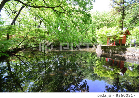 都立小宮公園の春　八王子市 92600517