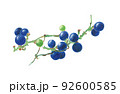 山葡萄 92600585
