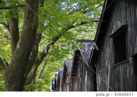 山居倉庫とケヤキ並木 92600937
