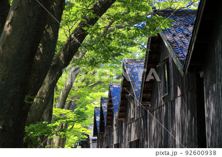 山居倉庫とケヤキ並木 山居倉庫とケヤキ並木 92600938