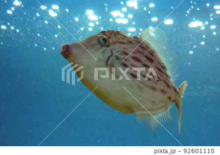 明るい水中を泳ぐカワハギ 92601110