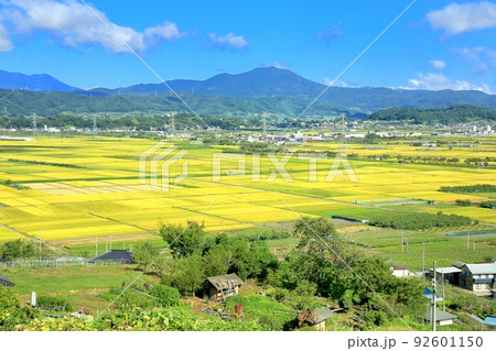 秋の延徳田んぼと北信五岳 92601150