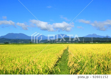 秋の延徳田んぼと北信五岳 92601152