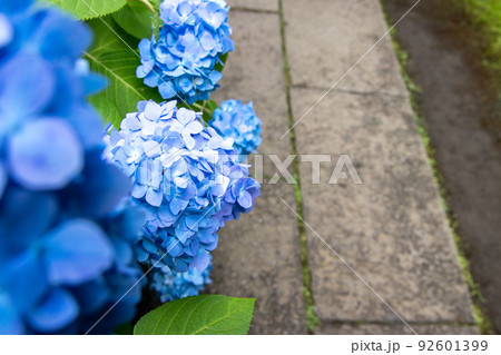 歩道と青い紫陽花 92601399