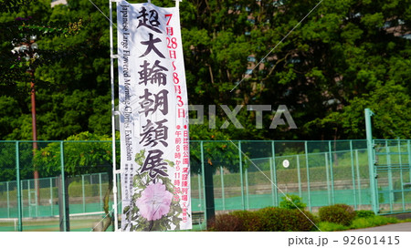 超大輪朝顔展2022/日比谷公園 92601415