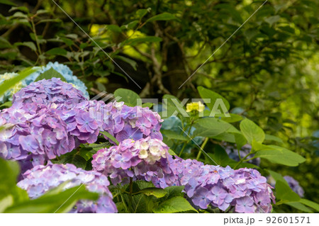 咲き乱れる紫の紫陽花 咲き乱れる紫の紫陽花 92601571