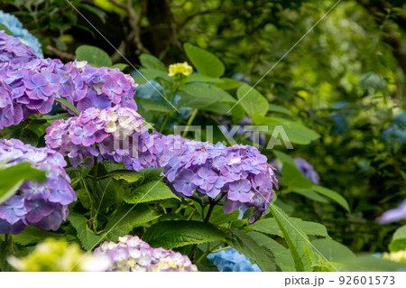 咲き乱れる紫の紫陽花 咲き乱れる紫の紫陽花 92601573