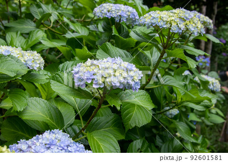咲き乱れる青い紫陽花 咲き乱れる青い紫陽花 92601581