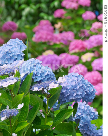 初夏の紫陽花（アジサイ） 92601688