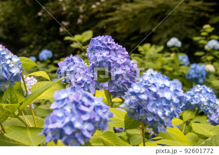 咲き乱れる紫色の紫陽花 咲き乱れる紫色の紫陽花 92601772