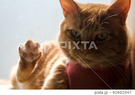 窓辺で足を上げこちらを見つめる茶寅の猫 92602047