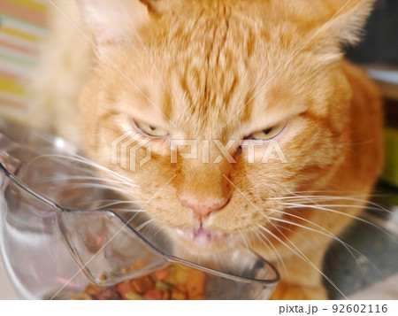 茶寅猫が透明な猫型食器で食事する 92602116