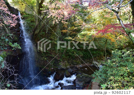 湯河原町　万葉公園湯河原惣湯の滝テラスと滝と鮮やかな紅葉 92602117