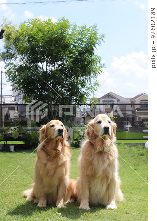 同じ方向を見ておすわりする仲良し犬 92602189