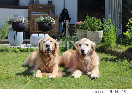 ドッグランで仲良く並ぶゴールデンレトリーバー 92602192