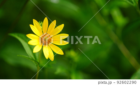 花の植物園/あしかがフラワーパーク 92602290