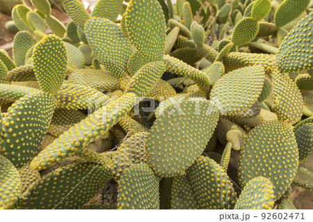 Blind Prickly Pear Cactus or Opuntia rufida in the botanical garden. 92602471