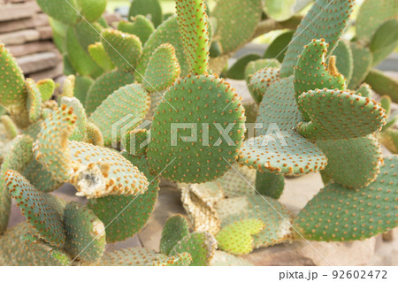 Blind Prickly Pear Cactus or Opuntia rufida in the botanical garden. 92602472