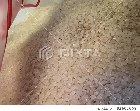iPhone撮影。お米にわく虫。コクゾウムシ iPhone撮影。お米にわく虫。コクゾウムシ 92602608