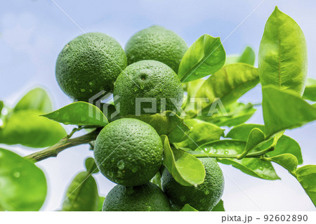 カボス カボス 92602890