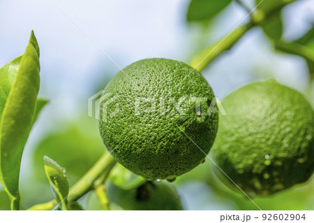 カボス カボス 92602904