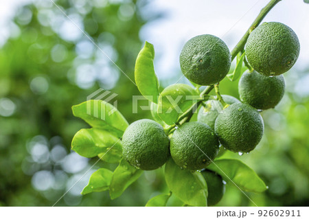 カボス カボス 92602911