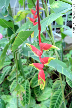 観葉植物ヘリコニアロストラータ 熱帯植物 92603274