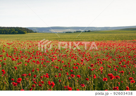A field of blooming wild poppies in summer in the Crimea. Front view. 92603438