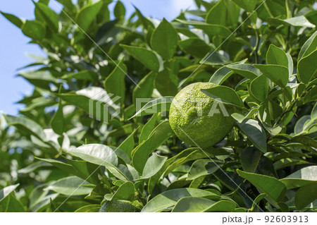 ゆず　果樹園 92603913