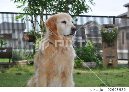 ドッグランの九歳の大型犬 ドッグランの九歳の大型犬 92603926