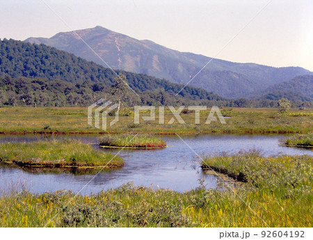 初秋の尾瀬の草紅葉 92604192