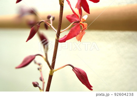 洋蘭オンシディオダ 赤とオレンジの花  92604238