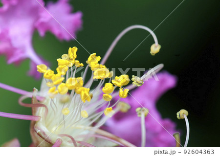 ピンクのサルスベリの花のクローズアップ 92604363