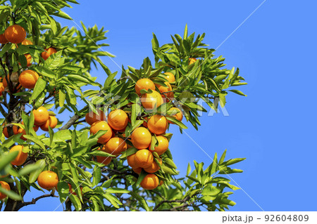 みかん園 92604809