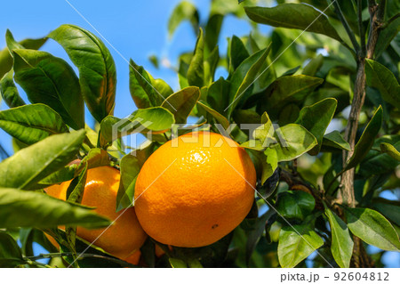 みかん園 92604812