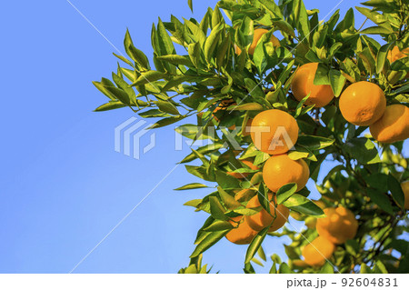 みかん園 みかん園 92604831