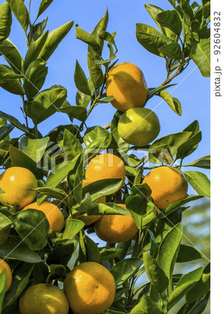 みかん園 みかん園 92604832