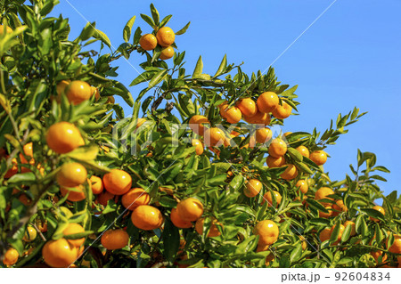 みかん園 みかん園 92604834