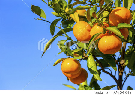 みかん園 92604845