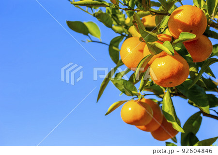 みかん園 92604846