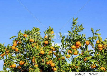 みかん園 92604852