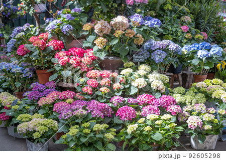 パリの花屋で売られていた紫陽花 (フランス、パリ) パリの花屋で売られていた紫陽花 (フランス、パリ) 92605298